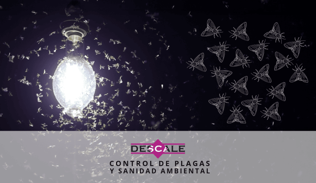 Plagas urbanas en expansión: por qué algunas especies prosperan en un planeta cada vez más desequilibrado