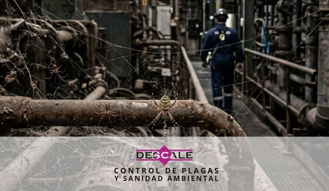 arañas en instalaciones industriales