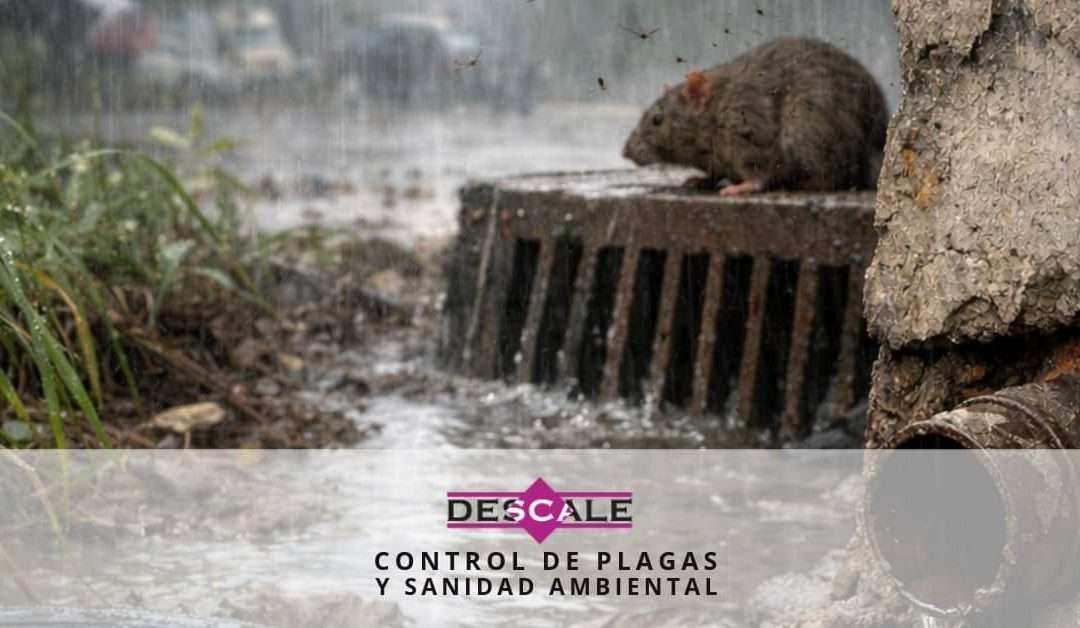 ¿Cómo influyen las lluvias en la aparición de plagas?
